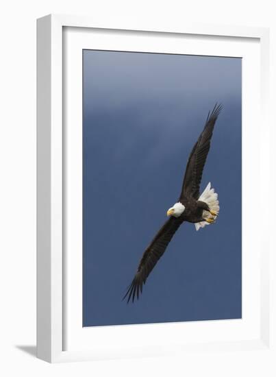 Bald Eagle Flight-Ken Archer-Framed Photographic Print