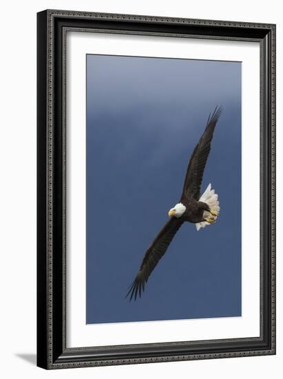 Bald Eagle Flight-Ken Archer-Framed Photographic Print