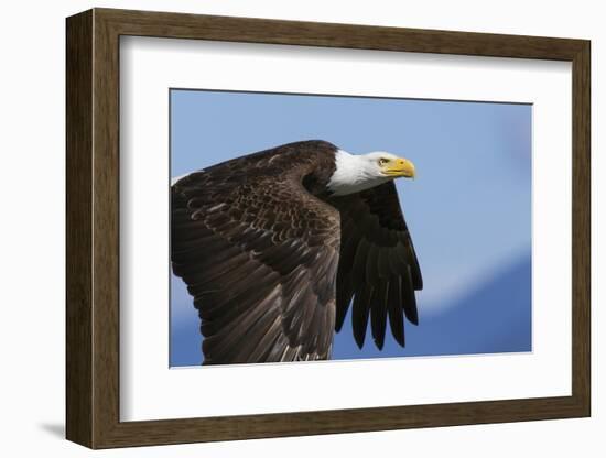 Bald Eagle Flight-Ken Archer-Framed Photographic Print