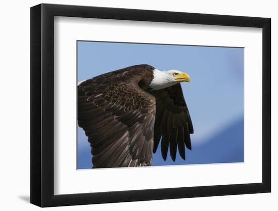 Bald Eagle Flight-Ken Archer-Framed Photographic Print