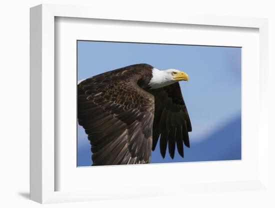 Bald Eagle Flight-Ken Archer-Framed Photographic Print