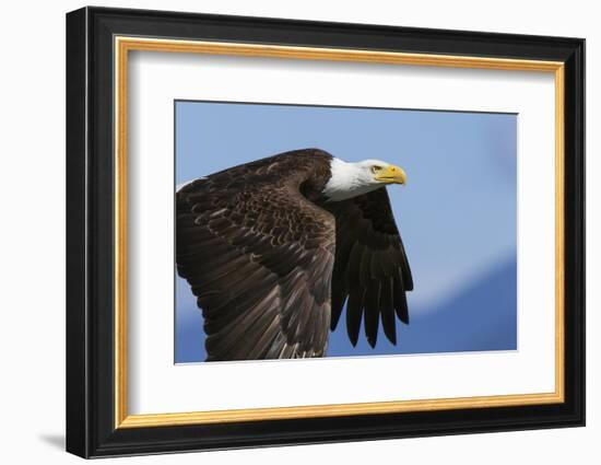 Bald Eagle Flight-Ken Archer-Framed Photographic Print