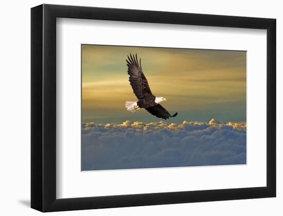 Bald Eagle Flying Above Clouds-null-Framed Premium Giclee Print