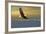 Bald Eagle Flying Above Clouds-null-Framed Premium Giclee Print