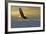 Bald Eagle Flying Above Clouds-null-Framed Premium Giclee Print