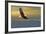 Bald Eagle Flying Above Clouds-null-Framed Premium Giclee Print