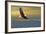 Bald Eagle Flying Above Clouds-null-Framed Premium Giclee Print
