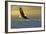 Bald Eagle Flying Above Clouds-null-Framed Premium Giclee Print