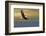 Bald Eagle Flying Above Clouds-null-Framed Art Print