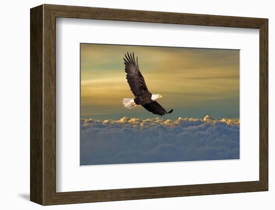 Bald Eagle Flying Above Clouds-null-Framed Art Print