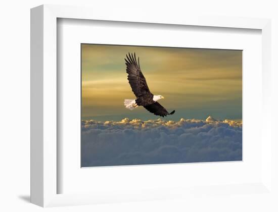 Bald Eagle Flying Above Clouds-null-Framed Art Print