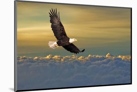 Bald Eagle Flying Above Clouds-null-Mounted Art Print