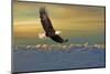 Bald Eagle Flying Above Clouds-null-Mounted Art Print