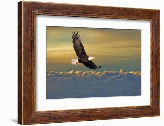 Bald Eagle Flying Above Clouds-null-Framed Art Print