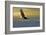 Bald Eagle Flying Above Clouds-null-Framed Art Print