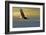 Bald Eagle Flying Above Clouds-null-Framed Art Print