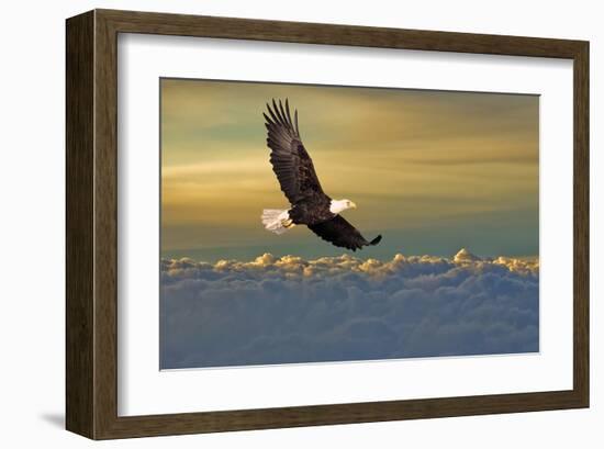 Bald Eagle Flying Above Clouds-null-Framed Art Print