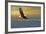 Bald Eagle Flying Above Clouds-null-Framed Art Print