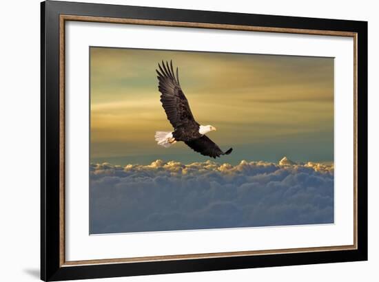 Bald Eagle Flying Above Clouds-null-Framed Art Print