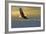 Bald Eagle Flying Above Clouds-null-Framed Art Print