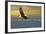 Bald Eagle Flying Above Clouds-null-Framed Art Print