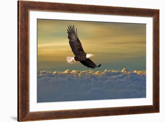 Bald Eagle Flying Above Clouds-null-Framed Art Print