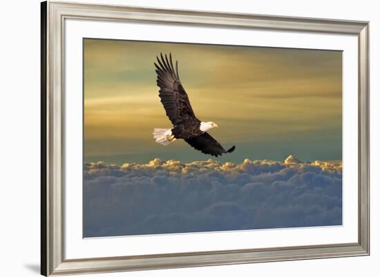 Bald Eagle Flying Above Clouds-null-Framed Art Print