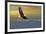 Bald Eagle Flying Above Clouds-null-Framed Art Print