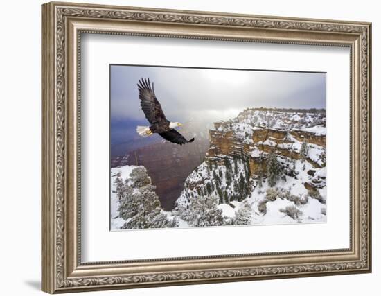 Bald Eagle Flying above Grand Canyon-Steve Collender-Framed Photographic Print