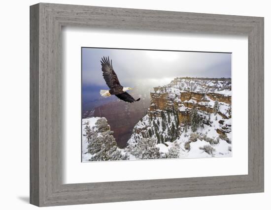 Bald Eagle Flying above Grand Canyon-Steve Collender-Framed Photographic Print