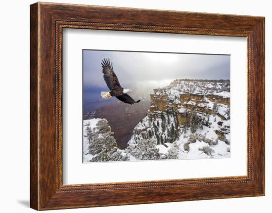 Bald Eagle Flying above Grand Canyon-Steve Collender-Framed Photographic Print