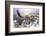 Bald Eagle Flying above Grand Canyon-Steve Collender-Framed Photographic Print