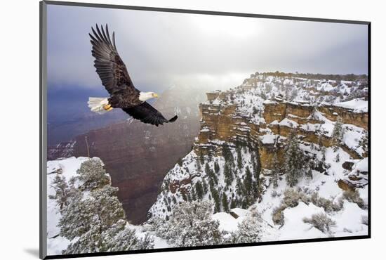 Bald Eagle Flying above Grand Canyon-Steve Collender-Mounted Photographic Print