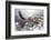 Bald Eagle Flying above Grand Canyon-Steve Collender-Framed Photographic Print