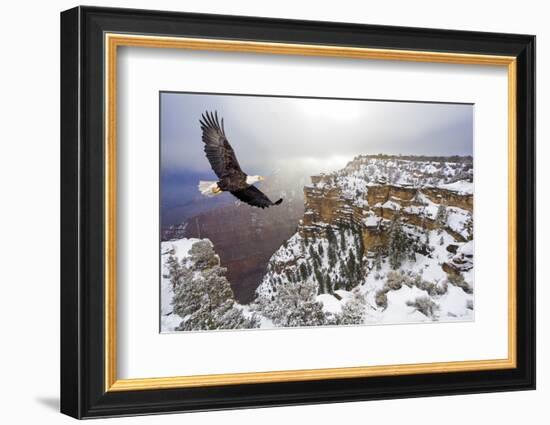 Bald Eagle Flying above Grand Canyon-Steve Collender-Framed Photographic Print