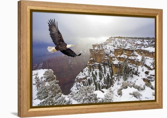 Bald Eagle Flying above Grand Canyon-Steve Collender-Framed Premier Image Canvas