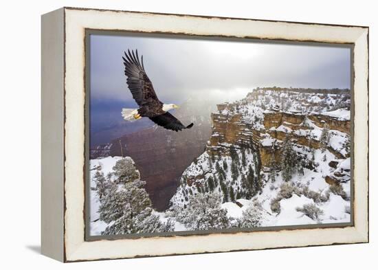 Bald Eagle Flying above Grand Canyon-Steve Collender-Framed Premier Image Canvas