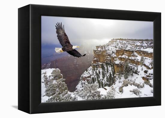 Bald Eagle Flying above Grand Canyon-Steve Collender-Framed Premier Image Canvas