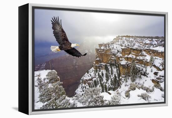 Bald Eagle Flying above Grand Canyon-Steve Collender-Framed Premier Image Canvas