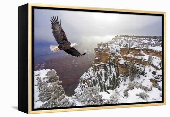 Bald Eagle Flying above Grand Canyon-Steve Collender-Framed Premier Image Canvas