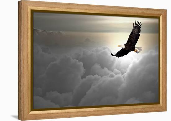 Bald Eagle Flying Above The Clouds-Steve Collender-Framed Premier Image Canvas