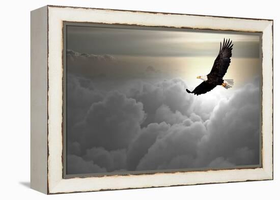 Bald Eagle Flying Above The Clouds-Steve Collender-Framed Premier Image Canvas