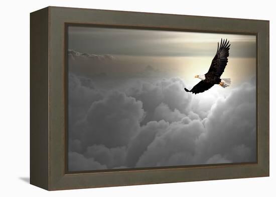 Bald Eagle Flying Above The Clouds-Steve Collender-Framed Premier Image Canvas