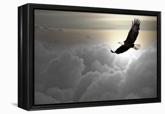 Bald Eagle Flying Above The Clouds-Steve Collender-Framed Premier Image Canvas