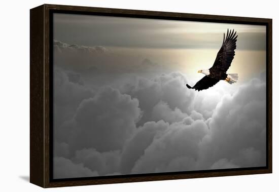 Bald Eagle Flying Above The Clouds-Steve Collender-Framed Premier Image Canvas