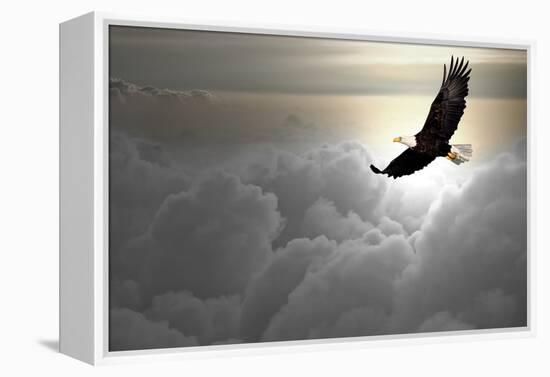 Bald Eagle Flying Above The Clouds-Steve Collender-Framed Premier Image Canvas