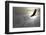 Bald Eagle Flying Above The Clouds-Steve Collender-Framed Premium Photographic Print