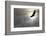 Bald Eagle Flying Above The Clouds-Steve Collender-Framed Photographic Print