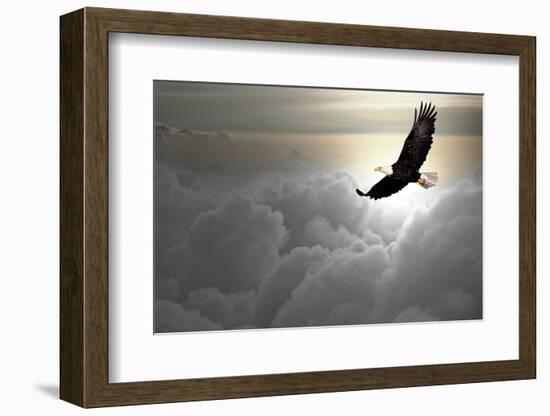 Bald Eagle Flying Above The Clouds-Steve Collender-Framed Photographic Print