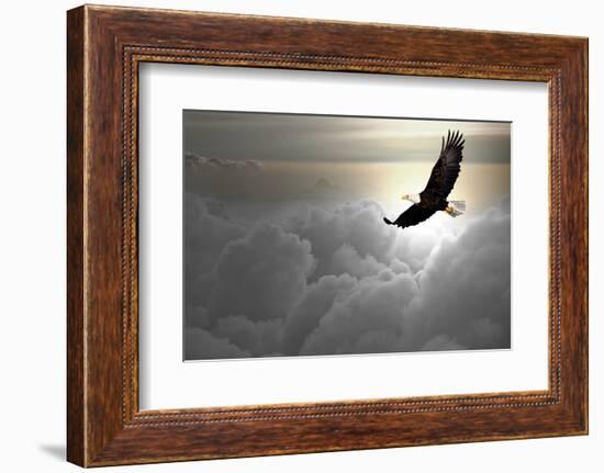 Bald Eagle Flying Above The Clouds-Steve Collender-Framed Photographic Print